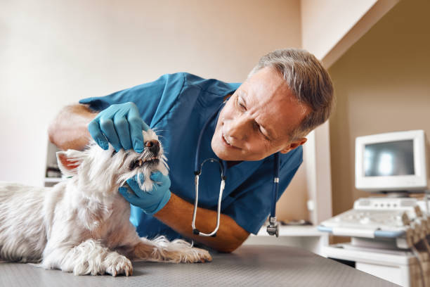Best Emergency Dental Care for Broken or Chipped Teeth in Bolivar Peninsula, TX